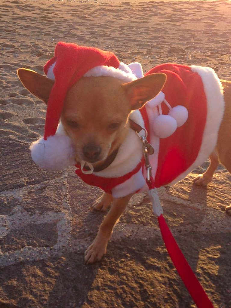 Hatchi a rejoint le concours — aidez-le/la à gagner de superbes lots ! dog, chihuahua, santa_hat, santa_costume, pet, leash, beach, sand, sunset, small_dog, festive, holiday, outdoor, animal, cute, walking, shadow, sunlight, costume, christmas