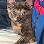 animal, blue_bag, cat, close_up, curious, cute, ears, eyes, fur, indoor, kitten, paw, pet, pink_flower, resting, soft_texture, tortoiseshell, whiskers, white_surface, young_animal