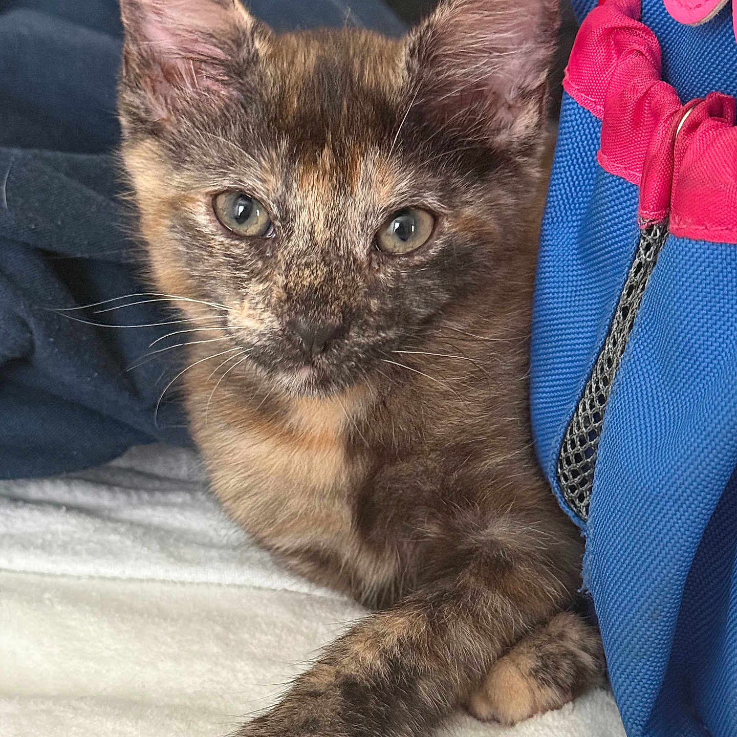 Cookie joined the competition — help win amazing prizes! animal, blue_bag, cat, close_up, curious, cute, ears, eyes, fur, indoor, kitten, paw, pet, pink_flower, resting, soft_texture, tortoiseshell, whiskers, white_surface, young_animal