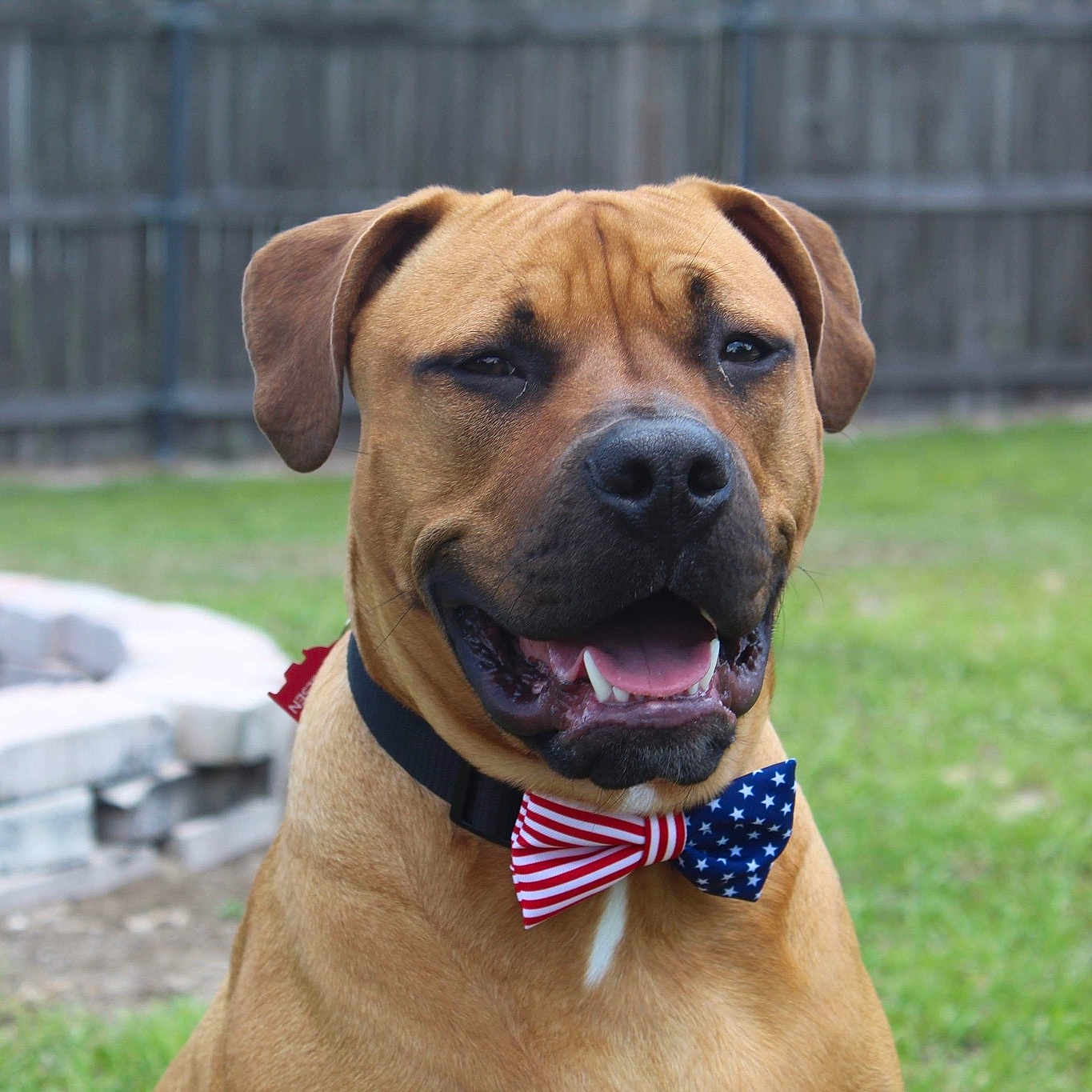 Tucker Lee joined the competition — help win amazing prizes! ancient_dog_breeds, black_mouth_cur, boerboel, bullmastiff, canidae, carnivore, dog, dog_breed, fawn, hound, mammal, molosser, perro_de_presa_mallorquin, rare_breed_dog, rhodesian_ridgeback, snout, sporting_group, tosa, vertebrate