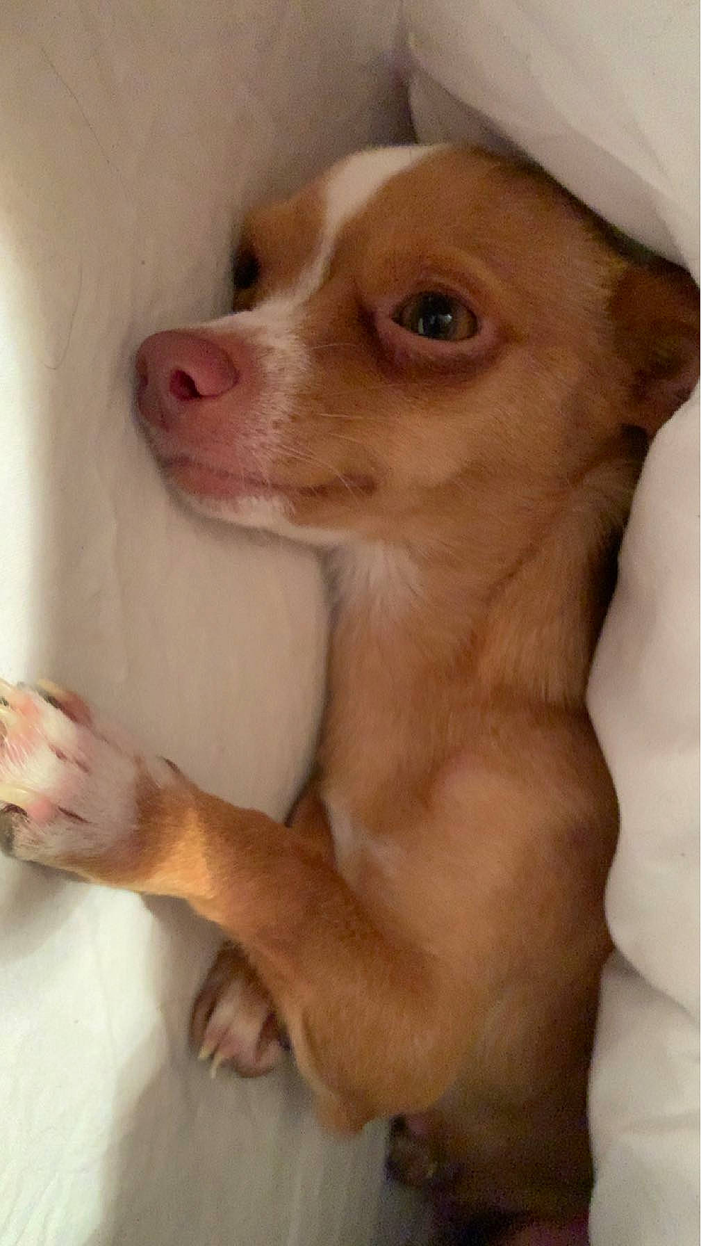 Nouni a rejoint le concours — aidez-le/la à gagner de superbes lots ! canidae, carnivore, chest, companion_dog, dog, dog_breed, ear, eyelash, fawn, foot, fur, jaw, liver, non_sporting_group, paw, snout, sporting_group, toy_dog, whiskers, working_animal