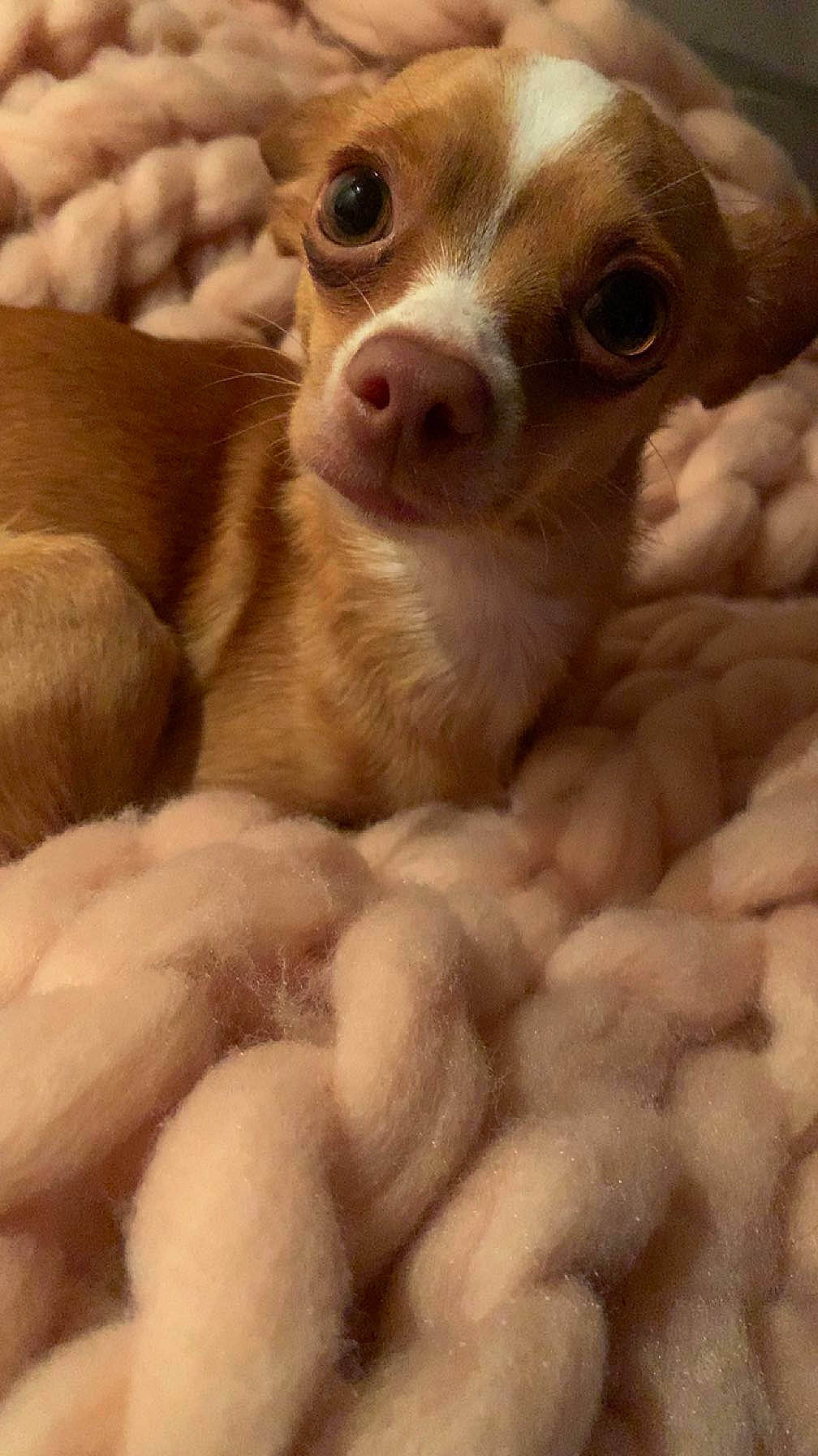 Nouni a rejoint le concours — aidez-le/la à gagner de superbes lots ! canidae, carnivore, chihuahua, companion_dog, dog, dog_breed, fawn, fur, paw, puppy, russkiy_toy, snout, sporting_group, street_dog, terrestrial_animal, toy_dog, whiskers, working_animal