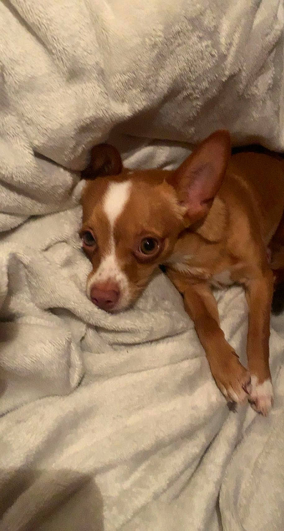 Nouni a rejoint le concours — aidez-le/la à gagner de superbes lots ! canidae, carnivore, chihuahua, comfort, companion_dog, corgi_chihuahua, dog, dog_breed, ear, fawn, liver, non_sporting_group, puppy, snout, sporting_group, terrestrial_animal, toy_dog, whiskers, wood, working_animal