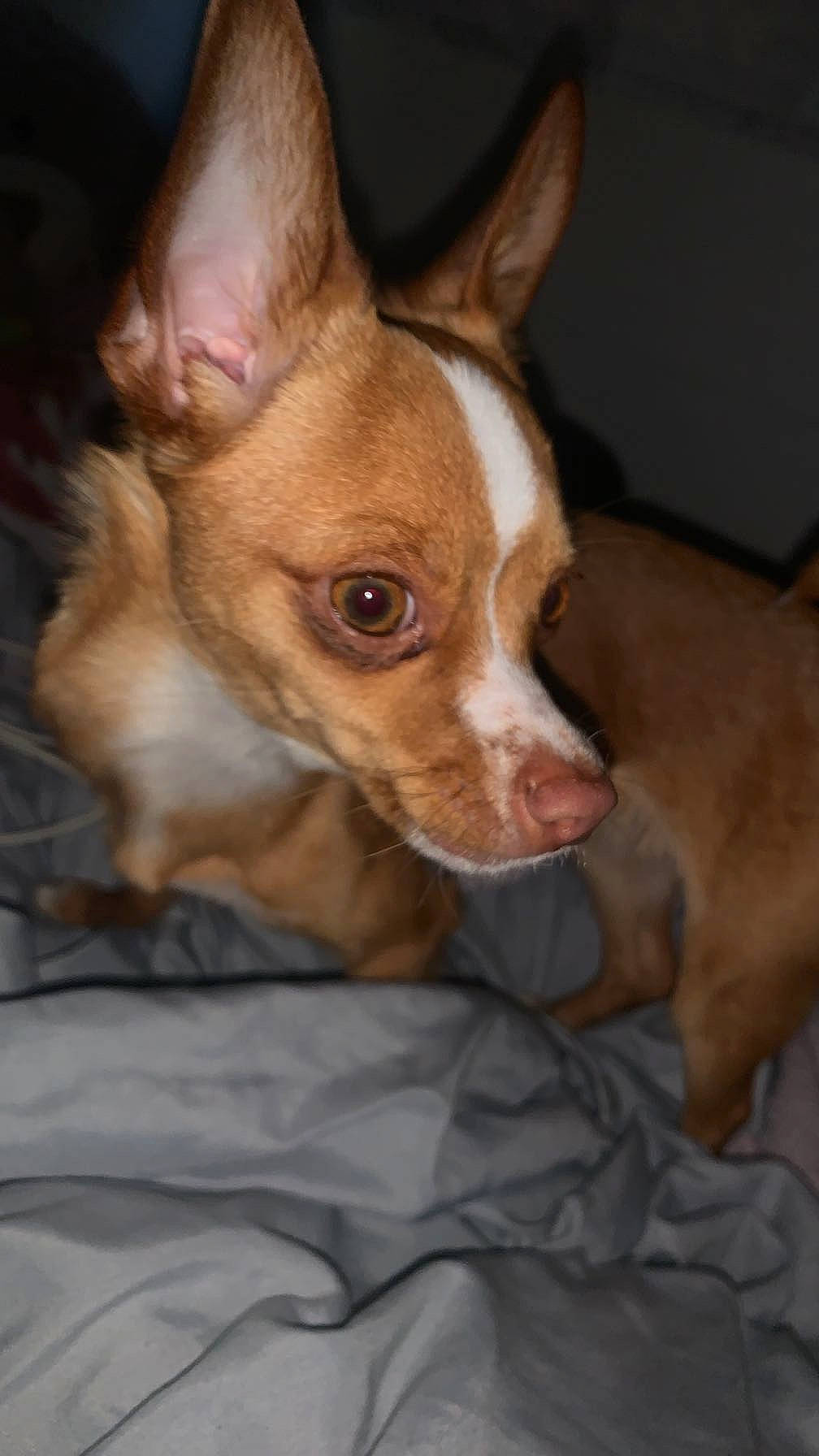 Nouni participe au concours pour gagner de l'argent avec cette photo : canidae, carnivore, chihuahua, companion_dog, corgi_chihuahua, dog, dog_breed, ear, eye, fawn, fur, head, liver, non_sporting_group, russkiy_toy, snout, sporting_group, toy_dog, whiskers, working_animal