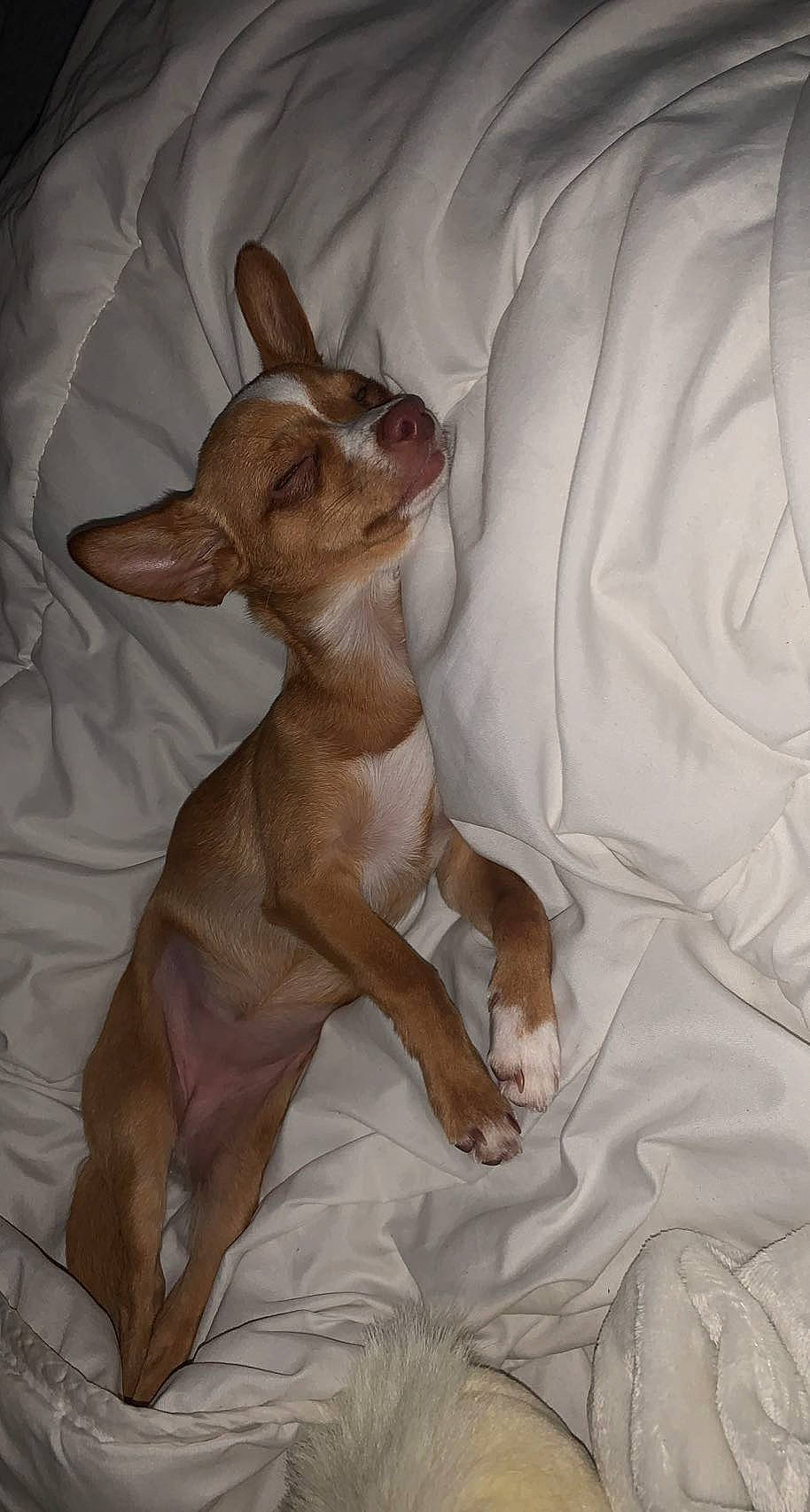 Nouni participe au concours pour gagner de l'argent avec cette photo : brown, carnivore, comfort, companion_dog, dog, dog_breed, dog_supply, ear, fawn, fur, linens, liver, paw, snout, sporting_group, tail, terrestrial_animal, toy_dog, whiskers, working_animal