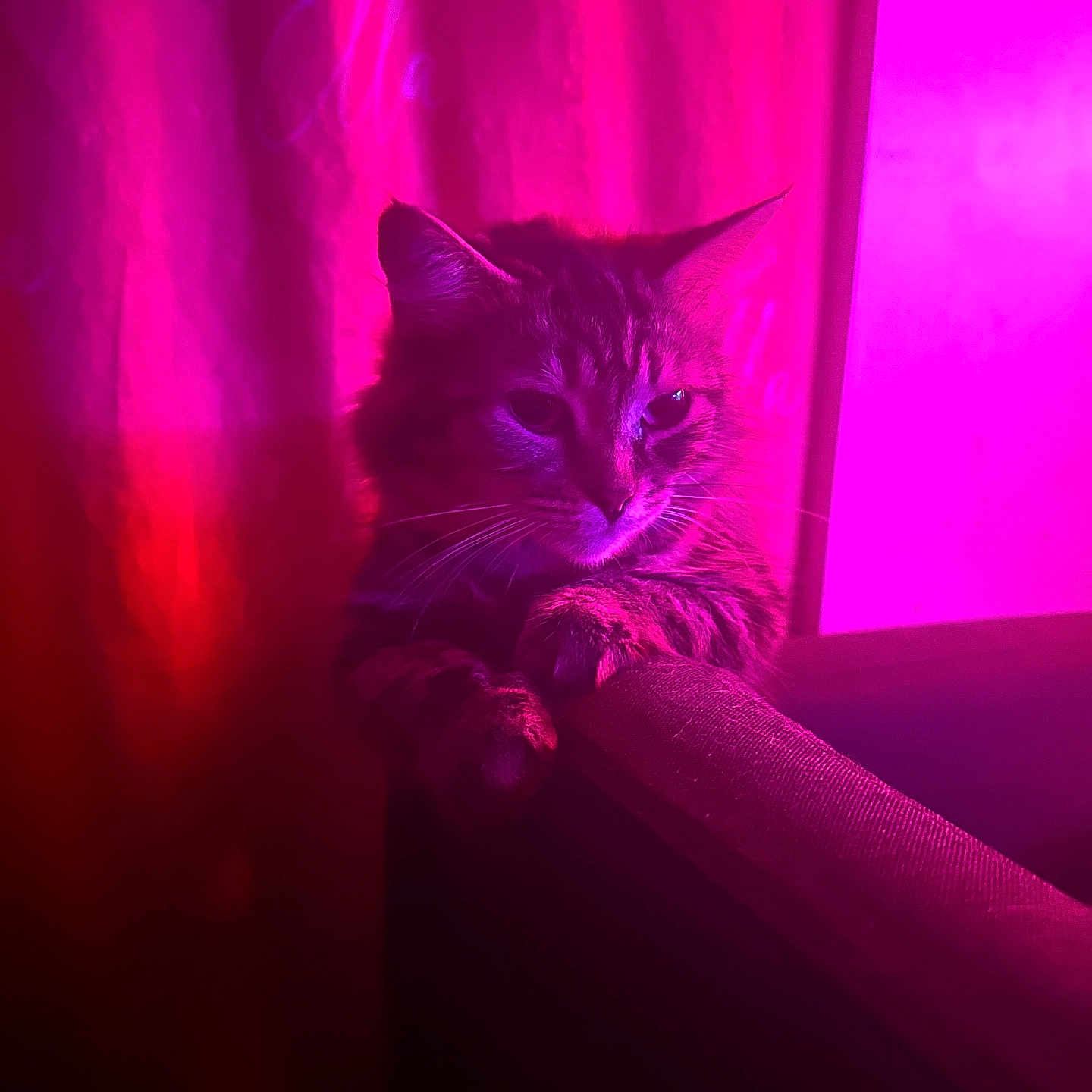Cream Cheese joined the competition — help win amazing prizes! abyssinian, animal, bodypart, cat, couch, curtain, furniture, handrail, hardwood, kitten, light, lighting, manx, mouth, person, pet, purple, shelf, velvet, wood