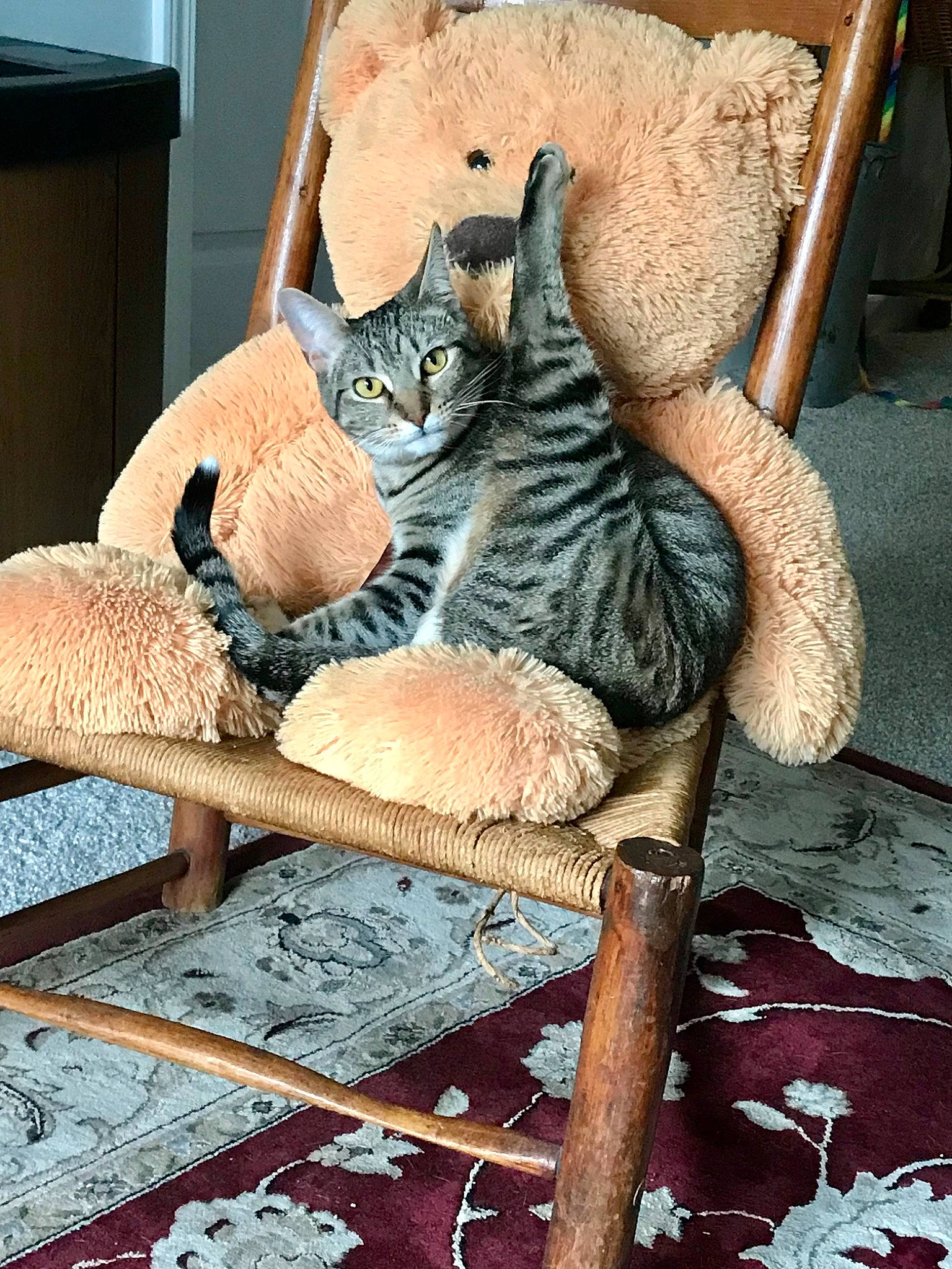 Izzy joined the competition — help win amazing prizes! carnivore, cat, cat_supply, chair, comfort, domestic_short_haired_cat, fawn, felidae, fur, hardwood, metal, room, sitting, small_to_medium_sized_cats, tail, terrestrial_animal, thread, whiskers, window, wood