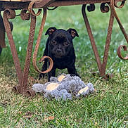 Arley participe au concours pour gagner de l'argent avec cette photo : puppy, dog, black_dog, grass, outdoor, toy, stuffed_animal, bench, metal_bench, rust, pet, animal, playful, cute, young_dog, nature, greenery, garden, curious, small_dog