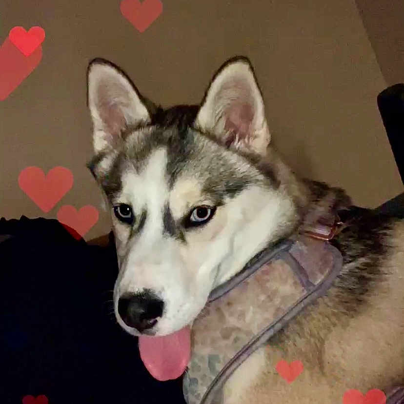 Bella joined the competition — help win amazing prizes! ancient_dog_breeds, art, canidae, canis, carnivore, companion_dog, dog, dog_breed, fur, non_sporting_group, recreation, siberian_husky, sled_dog, snout, sporting_group, terrestrial_animal, wolf, working_animal, working_dog