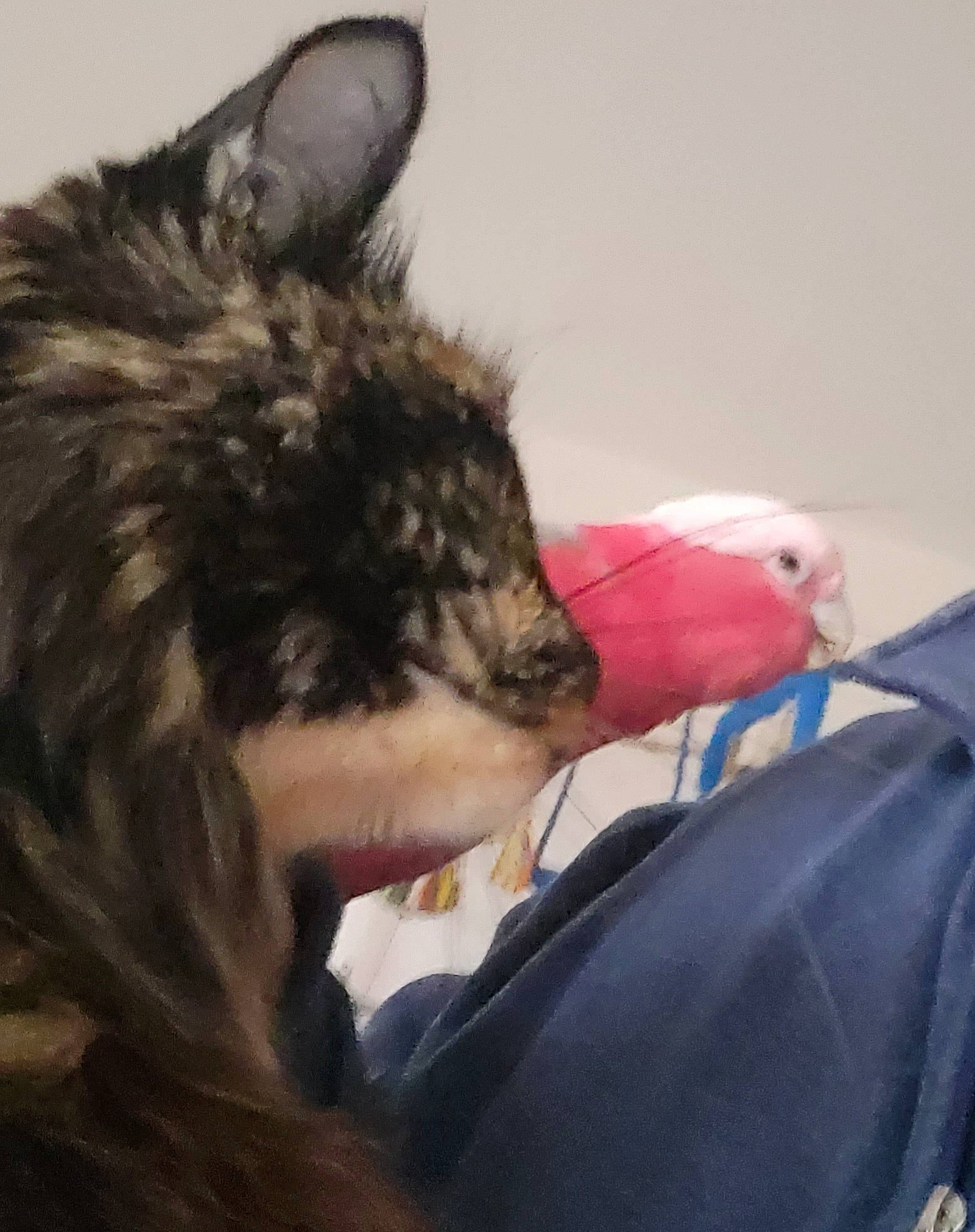 Angie a rejoint le concours — aidez-le/la à gagner de superbes lots ! bangs, carmine, cat, comfort, companion_dog, dog_breed, ear, eyewear, fashion_accessory, feather, felidae, fur, fur_clothing, glove, hair_coloring, headgear, selfie, small_to_medium_sized_cats, tail, whiskers