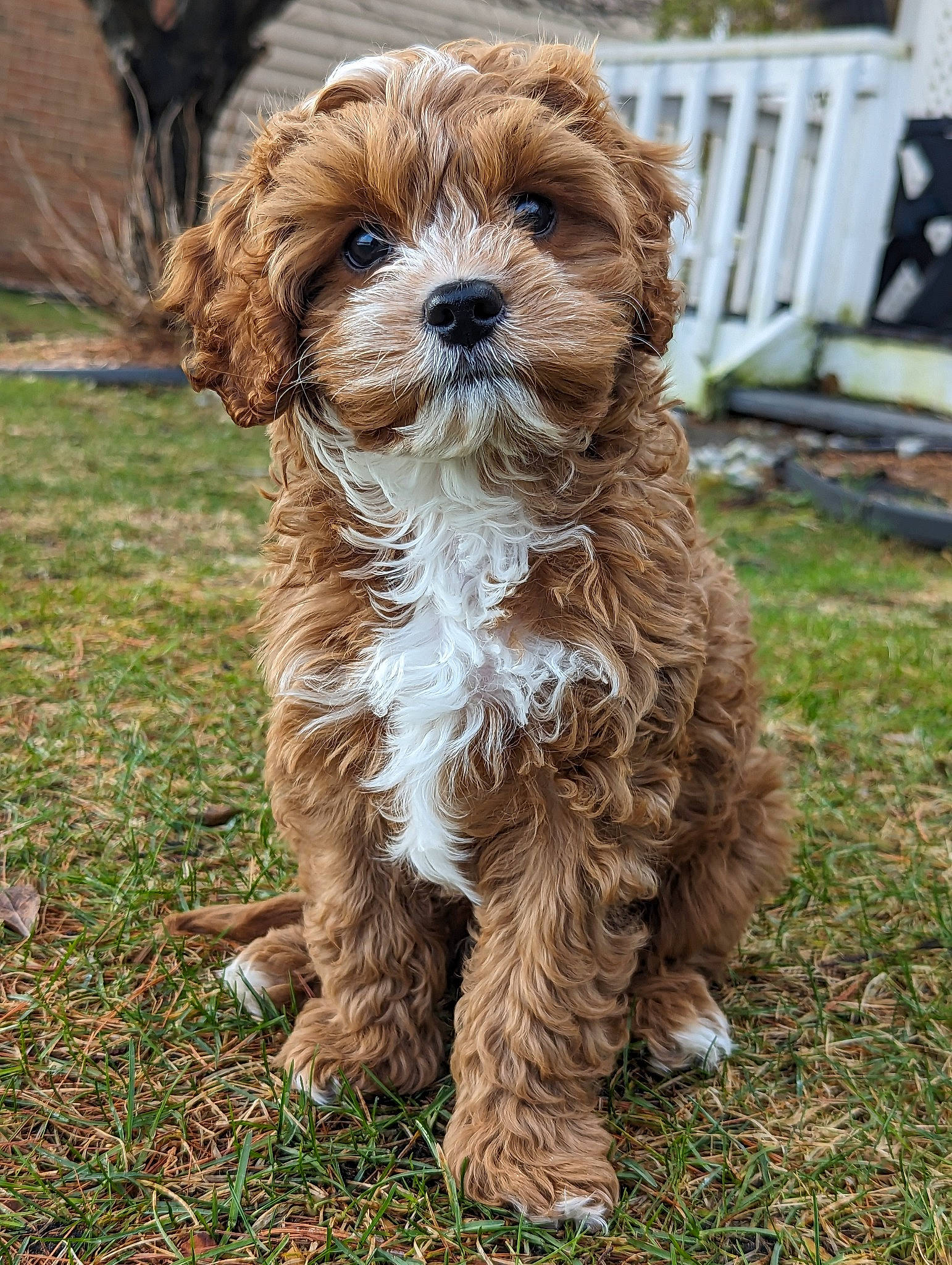 Hugo is registered to the contest to win money with this photo: canidae, carnivore, companion_dog, dog, dog_breed, fawn, fur, grass, liver, small_terrier, snout, soil, sporting_group, tail, terrestrial_animal, terrier, toy_dog, water_dog, working_animal, yorkipoo