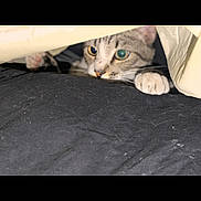 Baby is registered to the contest to win money with this photo: cat, tabby_cat, paw, blanket, curious, peeking, indoor, pet, animal, feline, whiskers, soft_lighting, close_up, black_surface, fur, playful, hiding, resting, cute, domestic_cat