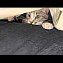 cat, tabby_cat, paw, blanket, curious, peeking, indoor, pet, animal, feline, whiskers, soft_lighting, close_up, black_surface, fur, playful, hiding, resting, cute, domestic_cat
