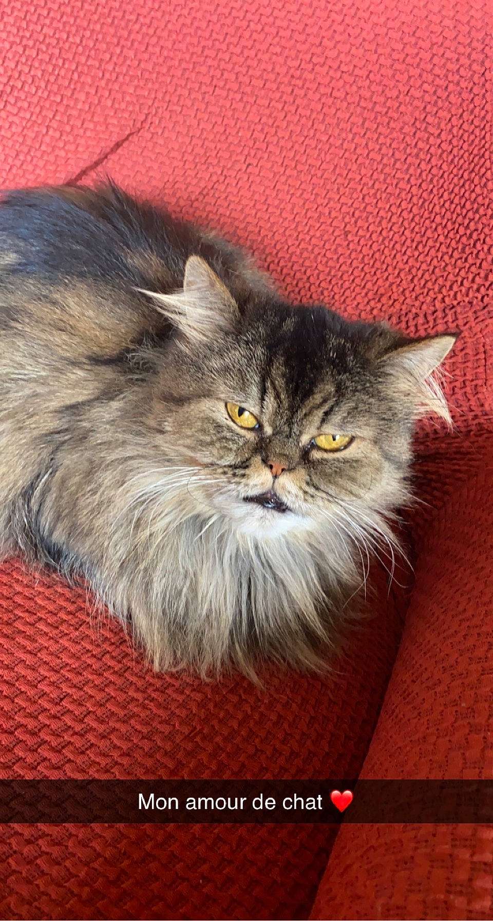 Sushi participe au concours pour gagner de l'argent avec cette photo : british_longhair, carnivore, cat, fawn, felidae, fur, illustration, persian, photo_caption, plant, small_to_medium_sized_cats, snout, terrestrial_animal, whiskers