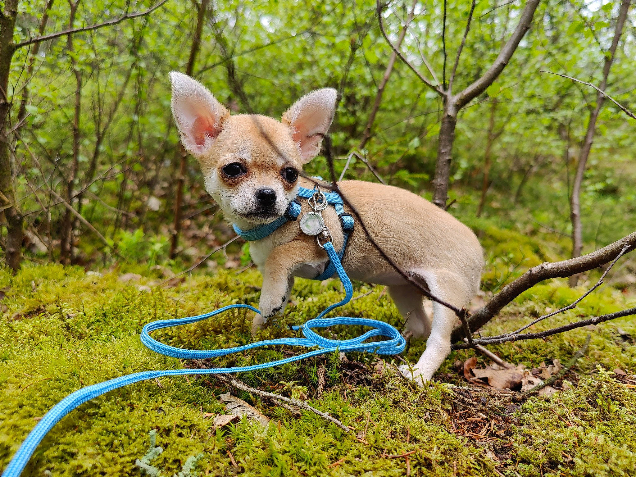 Diva La Chi a rejoint le concours — aidez-le/la à gagner de superbes lots ! carnivore, chihuahua, companion_dog, dog, dog_breed, dog_clothes, dog_supply, electric_blue, fawn, grass, groundcover, plant, snout, sporting_group, tail, terrestrial_animal, terrestrial_plant, toy_dog, tree, working_animal