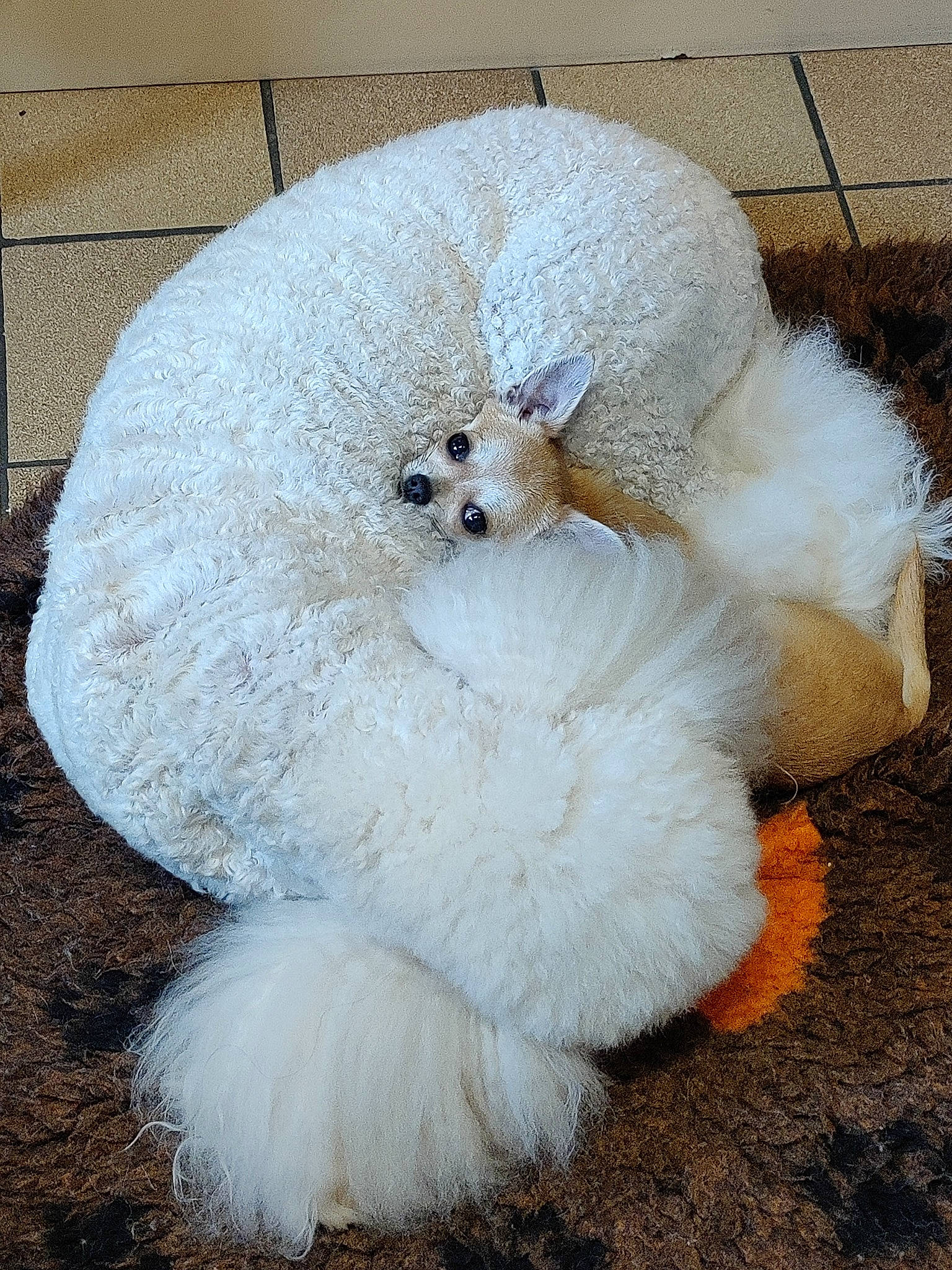 Diva La Chi participe au concours pour gagner de l'argent avec cette photo : art, costume_accessory, fashion_accessory, feather, fur, galliformes, hat, livestock, natural_material, poultry, wool