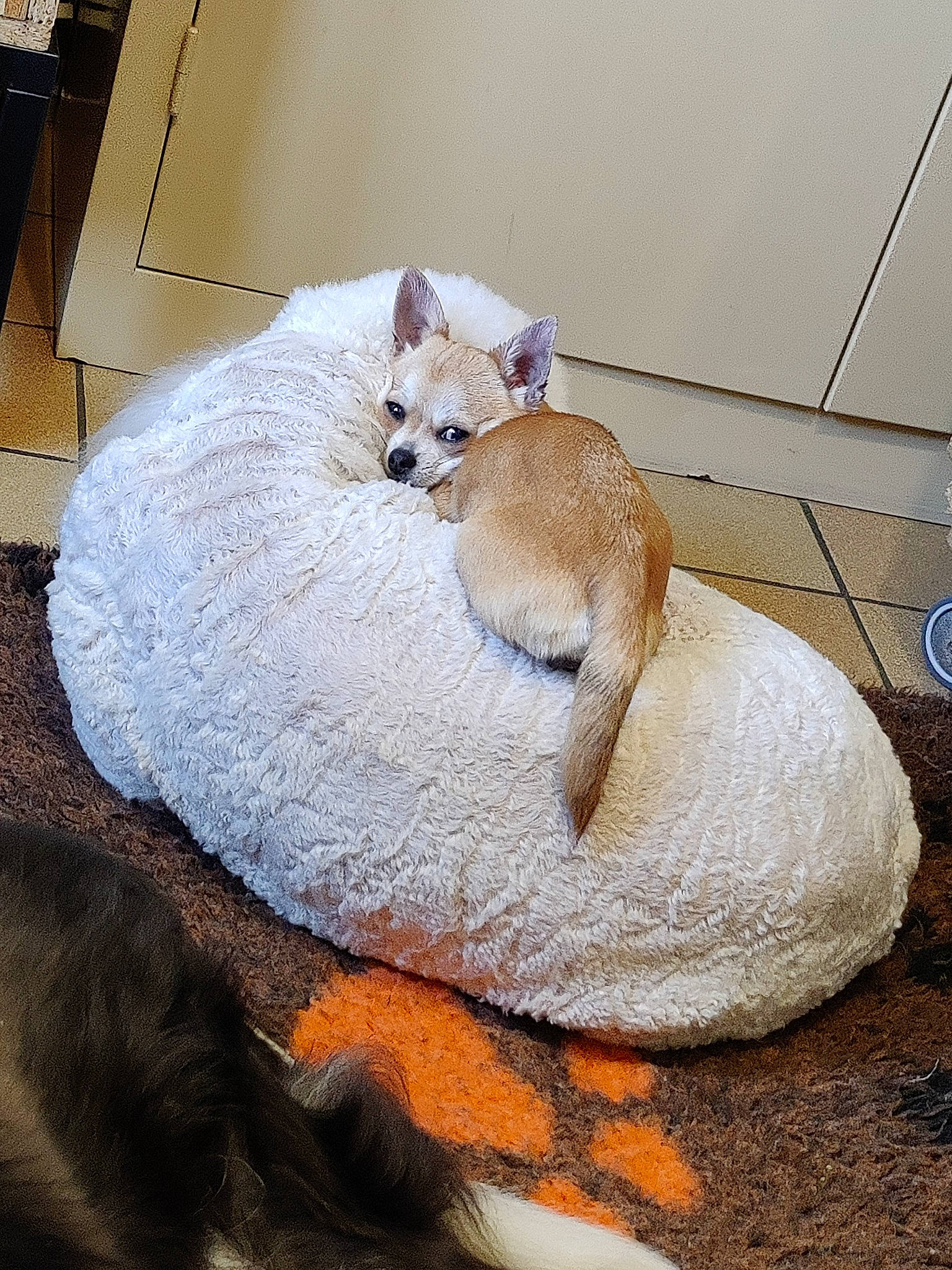 Diva La Chi a rejoint le concours — aidez-le/la à gagner de superbes lots ! bed, bedding, canidae, carnivore, cat, cat_supply, comfort, companion_dog, domestic_short_haired_cat, fawn, felidae, flooring, fur, linens, small_to_medium_sized_cats, snout, tail, textile, whiskers, wood