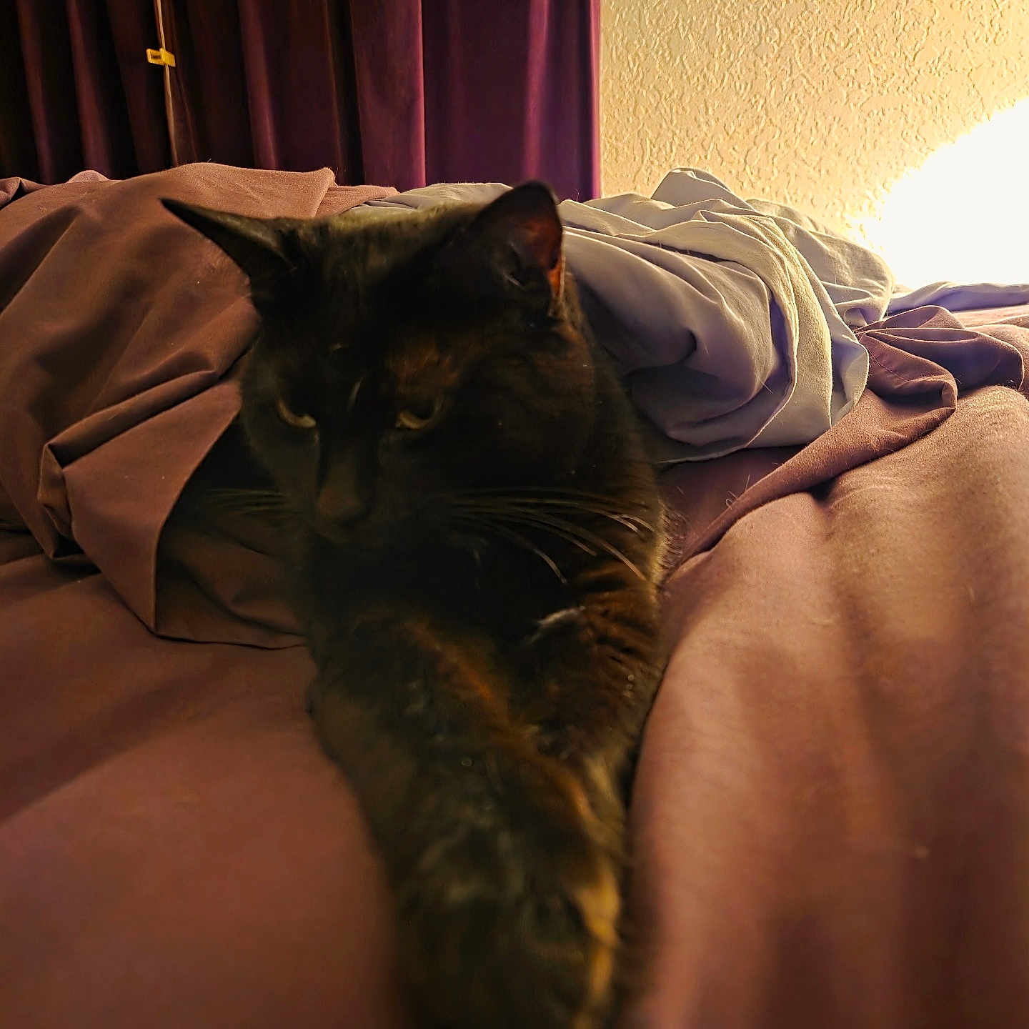 Briquette joined the competition — help win amazing prizes! animal, bed, black_cat, blanket, cat, cozy, curtains, domestic_animal, fabric, feline, fur, indoor, pet, relaxing, resting, sleepy, soft_light, stretching, texture, warm