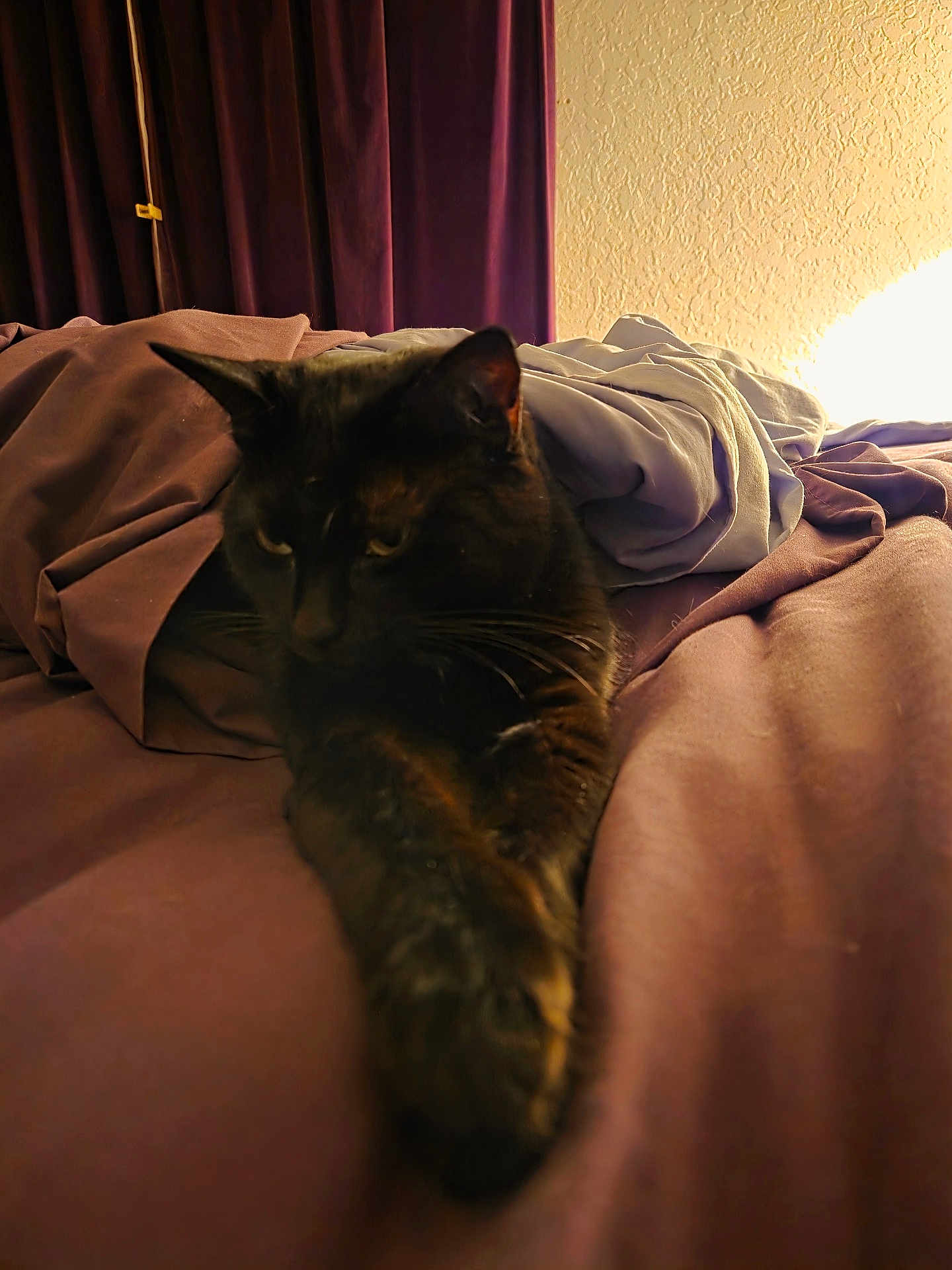 Briquette joined the competition — help win amazing prizes! cat, black_cat, bed, blanket, cozy, indoor, pet, feline, sleepy, stretching, soft_light, warm, fur, domestic_animal, resting, curtains, fabric, texture, relaxing, animal