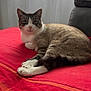 Rocket a rejoint le concours — aidez-le/la à gagner de superbes lots ! cat, indoor, red_blanket, window, curtains, feline, resting, fur, domestic_animal, pet, cozy, relaxed, looking_at_camera, whiskers, paws, tail, sofa, natural_light, home, cute