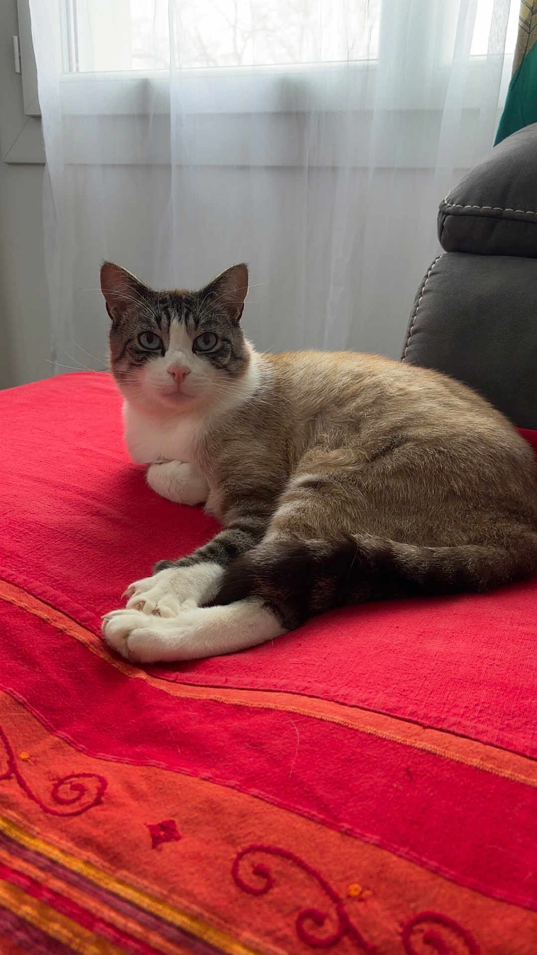 Rocket a rejoint le concours — aidez-le/la à gagner de superbes lots ! cat, indoor, red_blanket, window, curtains, feline, resting, fur, domestic_animal, pet, cozy, relaxed, looking_at_camera, whiskers, paws, tail, sofa, natural_light, home, cute