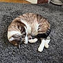 Rocket participe au concours pour gagner de l'argent avec cette photo : cat, sleeping, curled_up, gray_rug, fluffy, indoor, wooden_floor, pet, cozy, relaxed, striped_cat, white_paws, water_bowl, golden_foil, home_interior, quiet, resting, animal, feline, comfortable