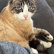 Rocket participe au concours pour gagner de l'argent avec cette photo : cat, blue_eyes, fur, close_up, indoor, couch, relaxed, pet, whiskers, pink_nose, tabby, seated, feline, animal, domestic, cozy, soft_texture, resting, household, cute