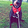Mina a rejoint le concours — aidez-le/la à gagner de superbes lots ! animal, bandana, black_dog, canine, collar, cute, daylight, dog, field, friendly, grass, leash, licking, nature, outdoor, pet, playful, red_bandana, sitting, tongue