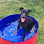 animal, black_dog, bucket, casual, collar, dog, grass, happy, kiddie_pool, lawn, outdoor, person, pet, plant, pool, relaxing, summer, tongue_out, water, wooden_deck