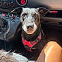 animal, attentive, black_dog, car_controls, car_dashboard, car_interior, car_seat, closeup, companion, curious, dog, human_leg, leather_seat, pet, red_harness, seat_fabric, sunlight, travel, vehicle, window_light