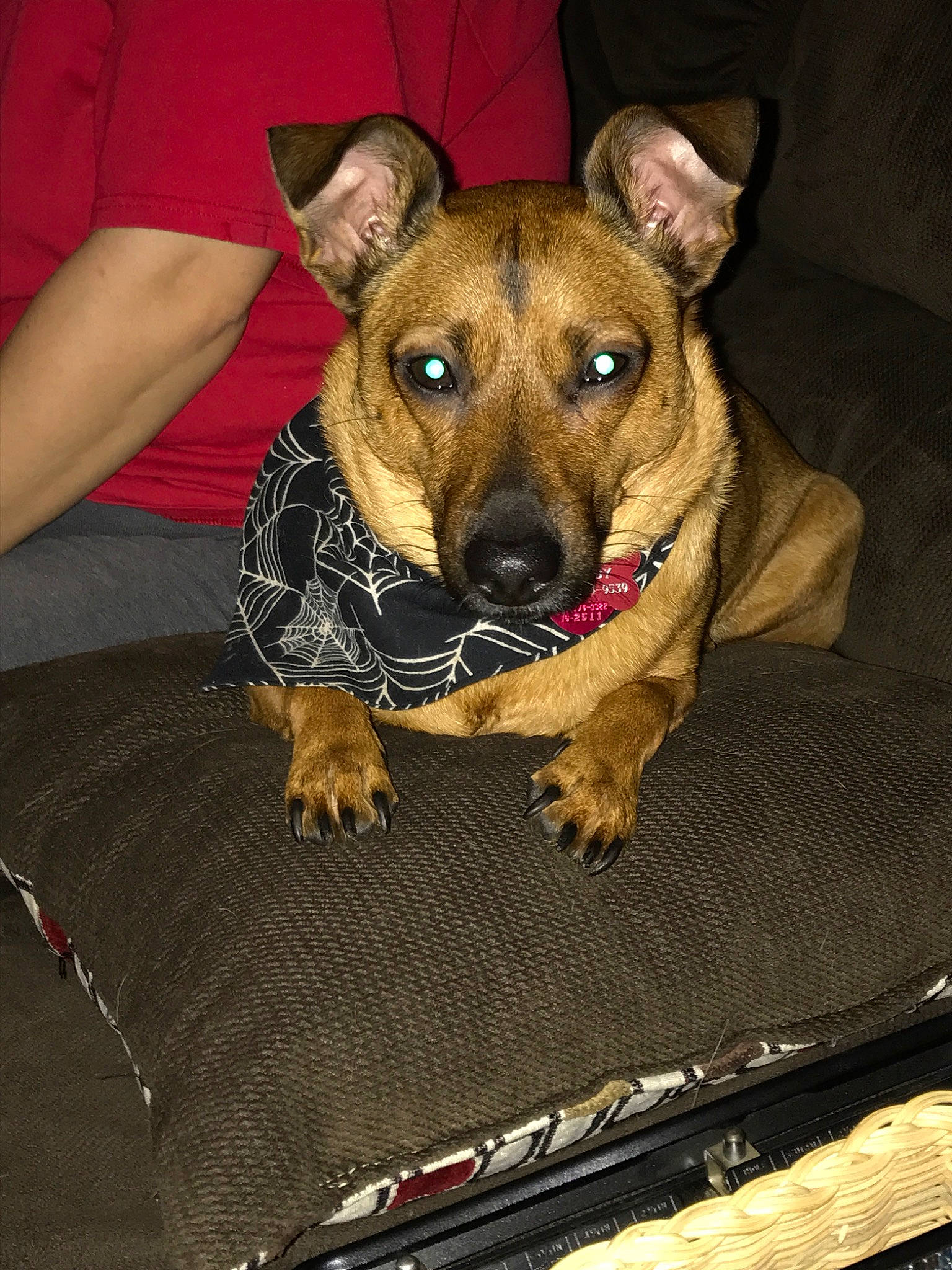 Dobby joined the competition — help win amazing prizes! belgian_shepherd_malinois, canidae, carnivore, companion_dog, dog, dog_breed, ear, fawn, feist, mammal, paw, rare_breed_dog, snout, vertebrate, working_dog