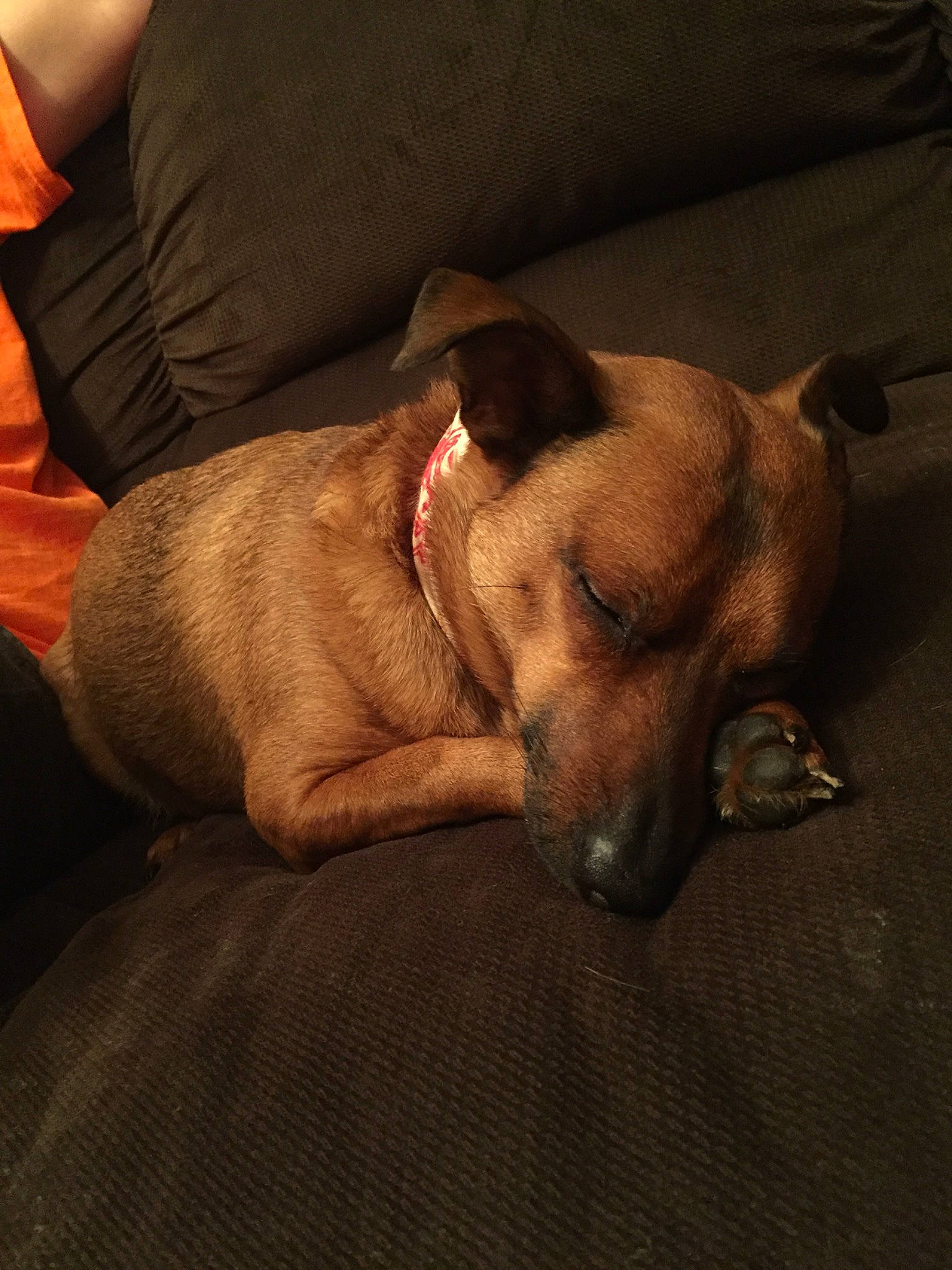 Dobby is registered to the contest to win money with this photo: black_mouth_cur, canidae, carnivore, dog, dog_breed, ear, fawn, lurcher, nap, paw, potcake_dog, puppy, rhodesian_ridgeback, snout