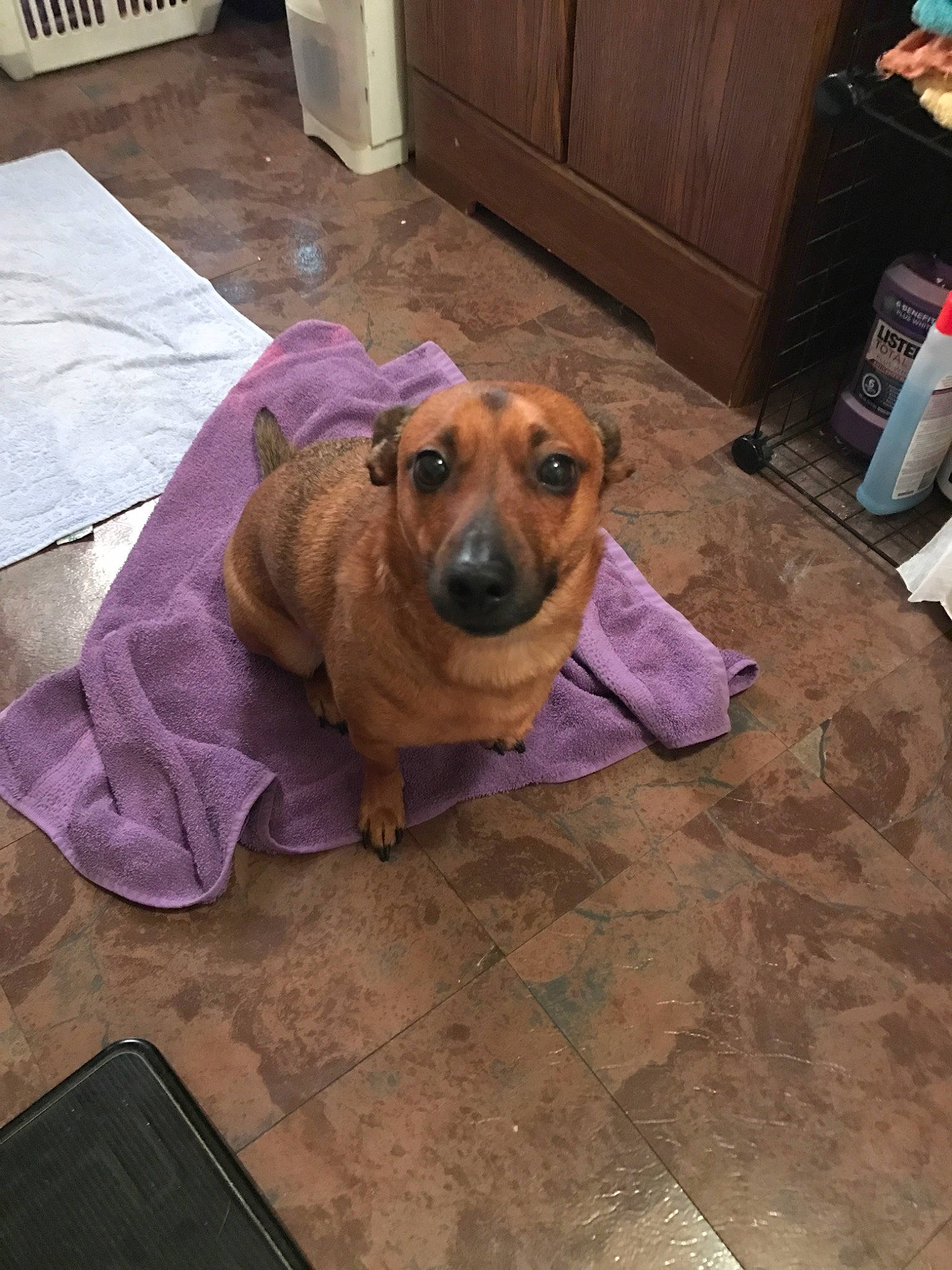 Dobby joined the competition — help win amazing prizes! black_mouth_cur, canidae, carnivore, companion_dog, dog, dog_breed, fawn, floor, flooring, mammal, puppy, rhodesian_ridgeback, snout, vertebrate