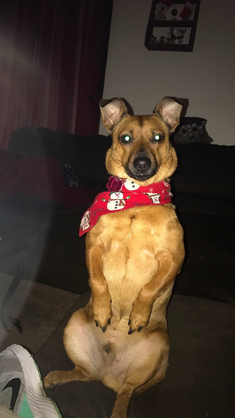 Dobby joined the competition — help win amazing prizes! canidae, carnivore, dog, dog_breed, fawn, feist, paw, snout, sporting_group