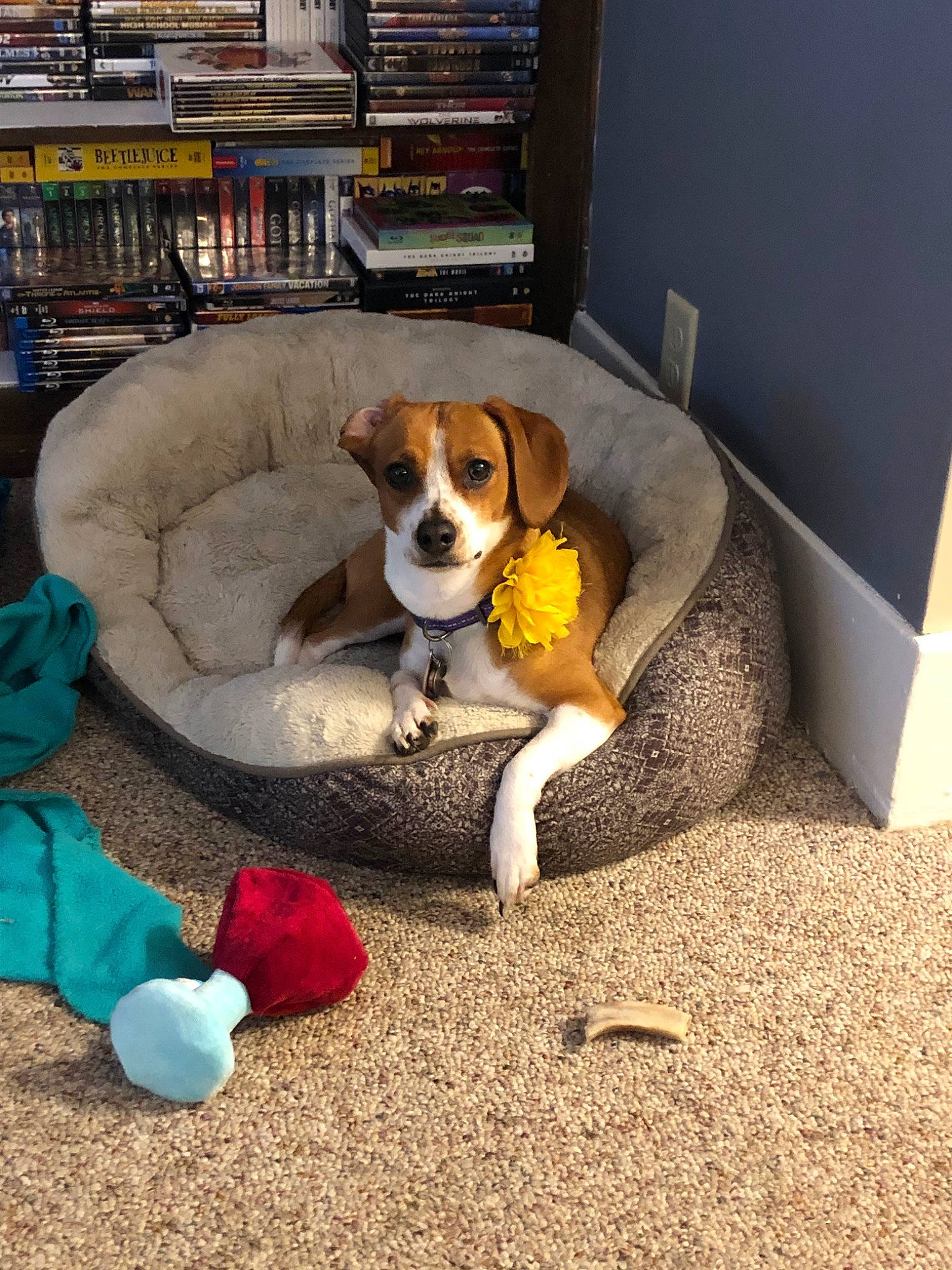 Winky joined the competition — help win amazing prizes! american_foxhound, beagle, beagle_harrier, beaglier, canidae, carnivore, companion_dog, danish_swedish_farmdog, dog, dog_breed, drever, english_foxhound, finnish_hound, harrier, jack_russell_terrier, mammal, pocket_beagle, puppy, russell_terrier, vertebrate