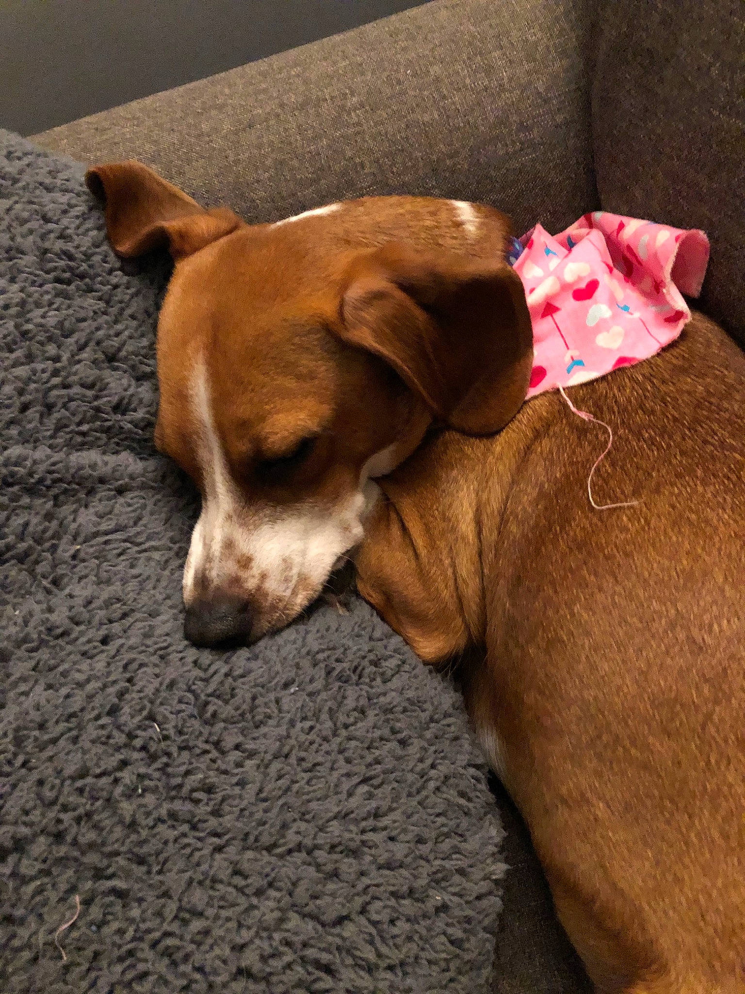 Winky joined the competition — help win amazing prizes! canidae, carnivore, companion_dog, dog, dog_breed, ear, fawn, mammal, puppy, rhodesian_ridgeback, snout, sporting_group, vizsla