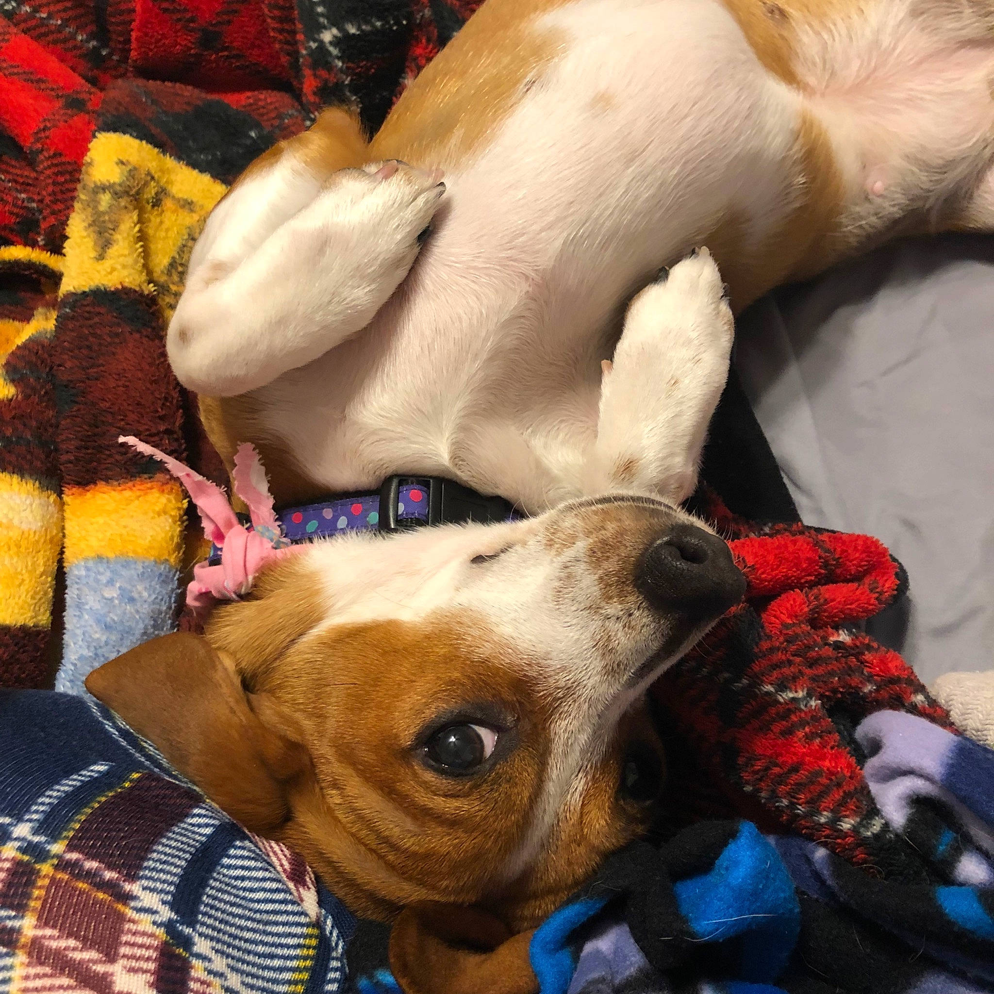 Winky joined the competition — help win amazing prizes! canidae, carnivore, companion_dog, dog, dog_breed, fawn, puppy, puppy_love, snout, sporting_group