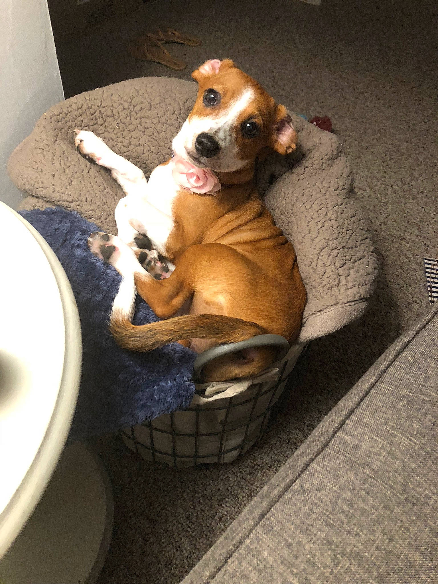 Winky joined the competition — help win amazing prizes! bathroom, carnivore, comfort, companion_dog, dog, dog_breed, dog_supply, eyewear, fawn, flooring, hound, sitting, snout, sporting_group, stuffed_toy, tail, toilet, toilet_seat, toy, working_animal