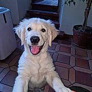 Aribo participe au concours pour gagner de l'argent avec cette photo : dog, puppy, golden_retriever, indoor, smiling, happy, pet, animal, floor, tile, plant, stairs, paw, tongue, cute, young, fur, canine, playful, house