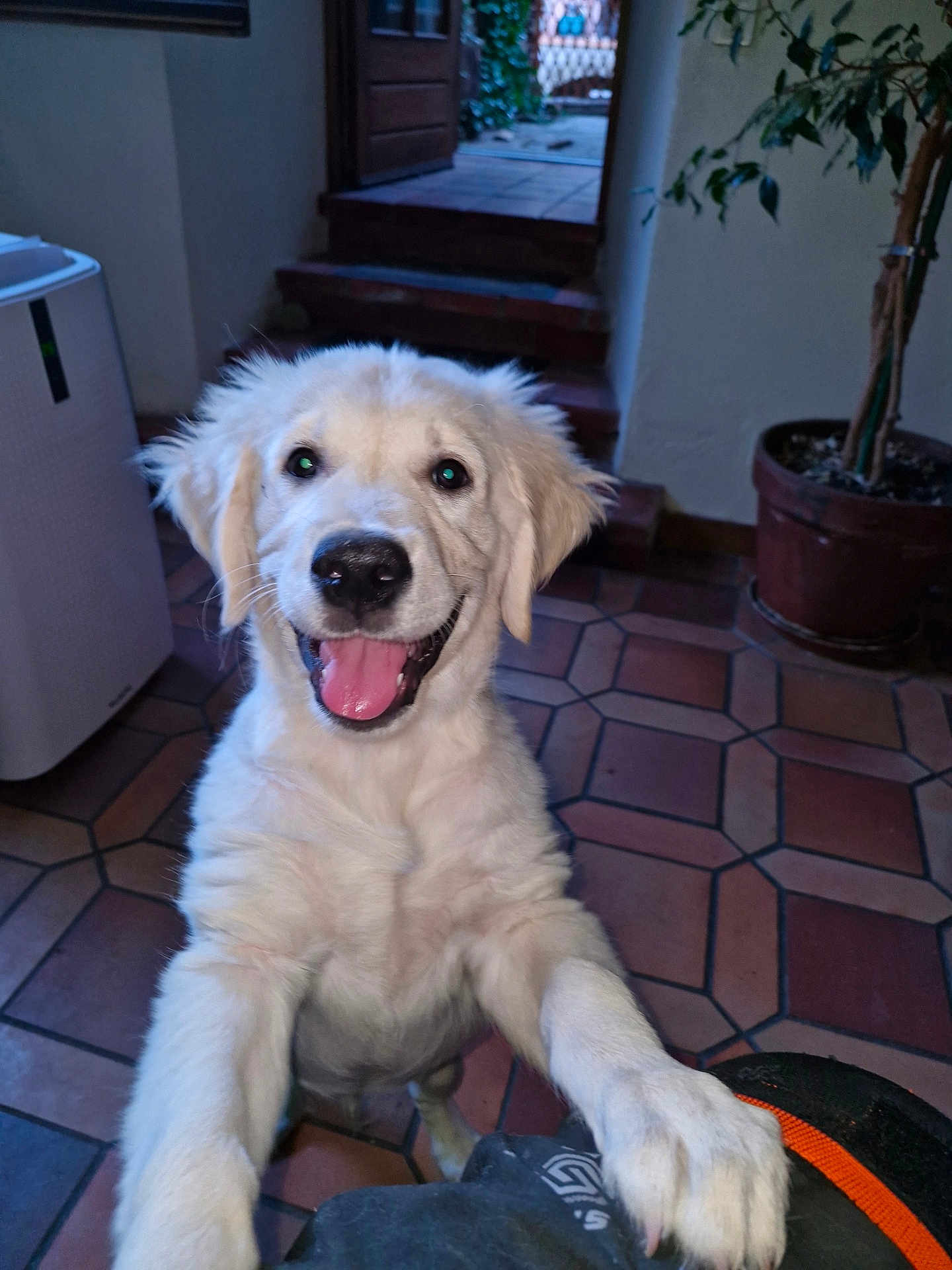 Aribo participe au concours pour gagner de l'argent avec cette photo : dog, puppy, golden_retriever, indoor, smiling, happy, pet, animal, floor, tile, plant, stairs, paw, tongue, cute, young, fur, canine, playful, house