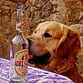 CAPONE participe au concours pour gagner de l'argent avec cette photo :