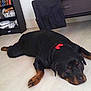 CAPONE participe au concours pour gagner de l'argent avec cette photo :