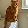 Simba joined the competition — help win amazing prizes! animal, bathtub, cat, curtain, domestic_cat, feline, fur, ginger_cat, green_eyes, house, indoor, light, looking, orange_fur, pet, relaxed, shadow, sitting, whiskers, window
