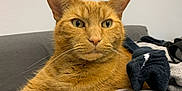 Simba joined the competition — help win amazing prizes! animal, bed, blanket, cat, closeup, clothing, cozy, cute, domestic_cat, ears, feline, fur, ginger_cat, indoor, pet, portrait, relaxed, resting, whiskers, yellow_eyes