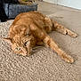 Simba joined the competition — help win amazing prizes! animal, basket, carpet, cat, cute, domestic_cat, ears, eyes, feline, floor, ginger_cat, home, indoor, orange_fur, paws, pet_bed, relaxed, resting, toys, whiskers