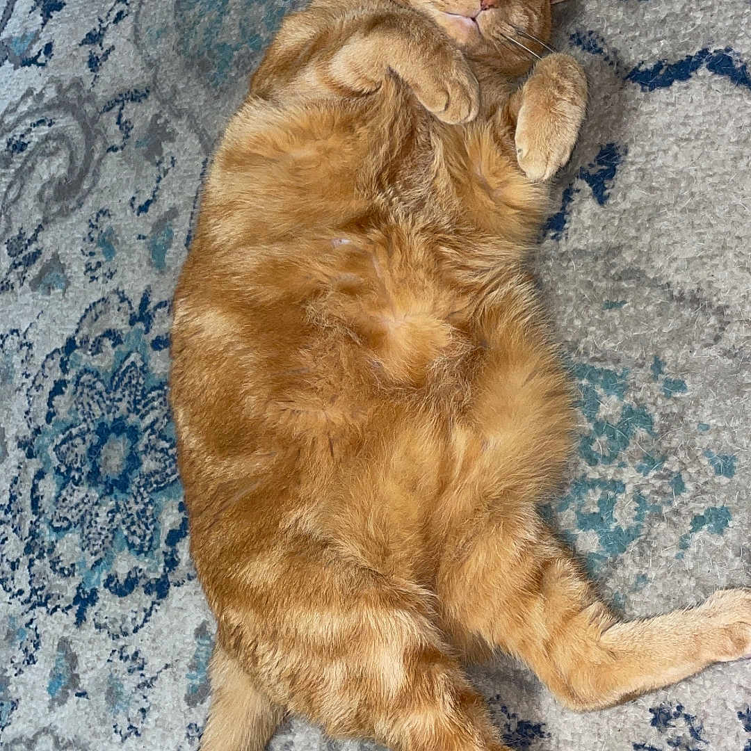 Simba joined the competition — help win amazing prizes! animal, carpet, cat, content, cozy, cute, domestic_cat, fluffy, fur, ginger_cat, indoor, mammal, patterned_rug, paw, pet, relaxed, resting, sleeping, tail, whiskers