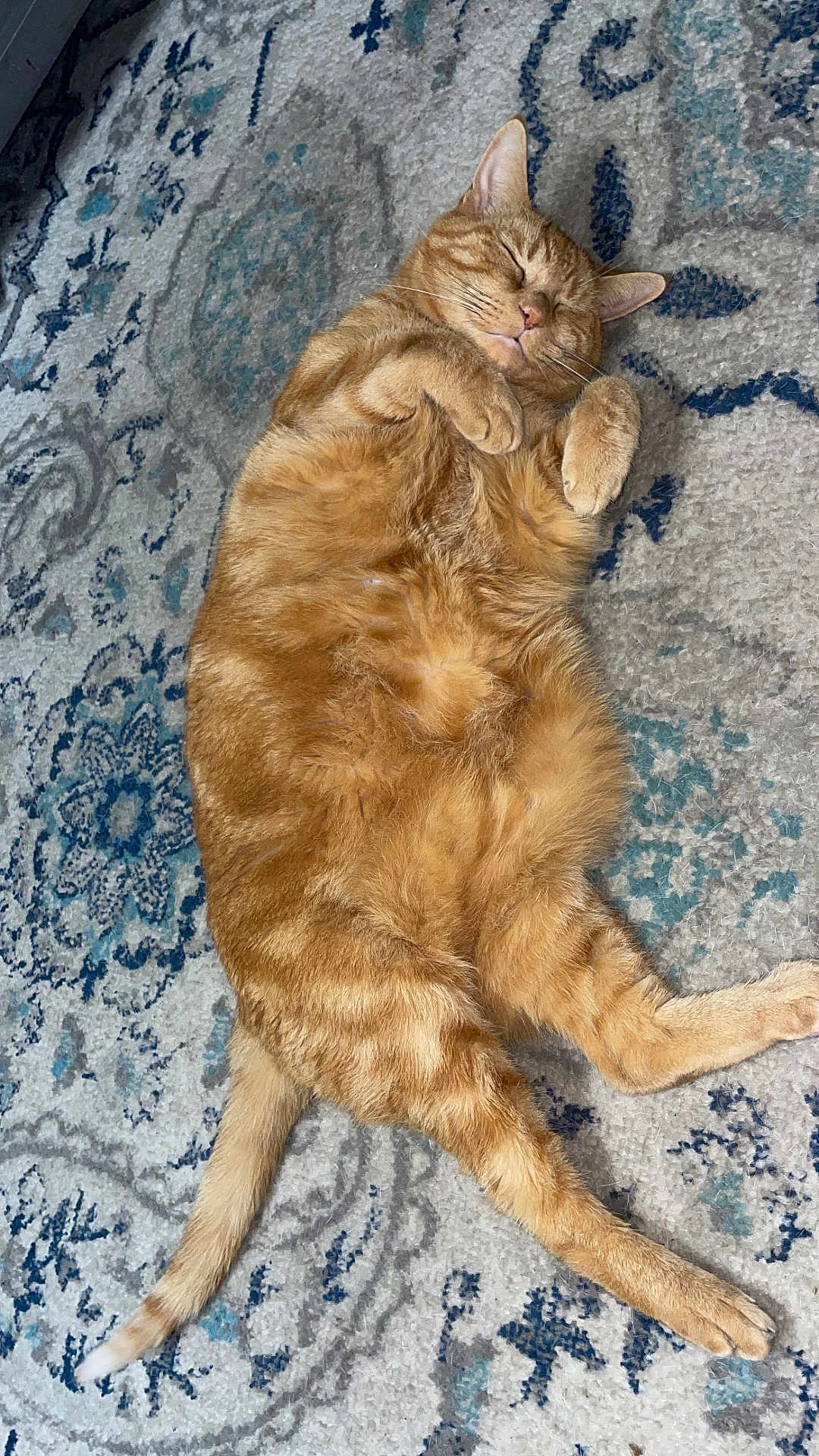 Simba