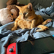 Simba is registered to the contest to win money with this photo: bed, blanket, casual, cat, comfort, ears, electronics, feline, fur, gaming_console, home, indoor, leisure, orange_tabby, paws, pet, plush_toy, relaxed, tail, whiskers