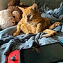 bed, blanket, casual, cat, comfort, ears, electronics, feline, fur, gaming_console, home, indoor, leisure, orange_tabby, paws, pet, plush_toy, relaxed, tail, whiskers
