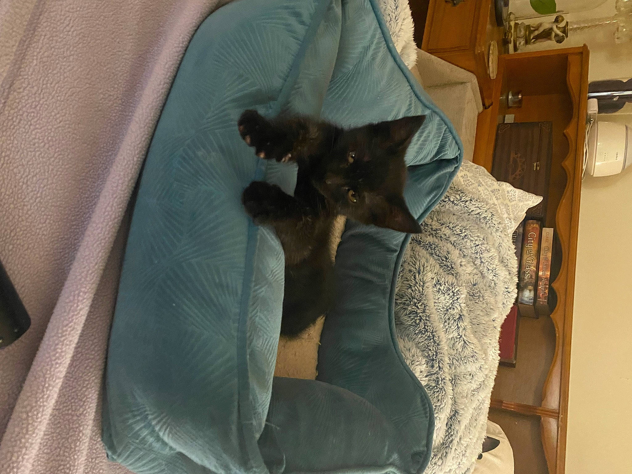 Handsome Jack is registered to the contest to win money with this photo: bat, black_cat, canidae, carnivore, cat, chair, chest_of_drawers, comfort, domestic_short_haired_cat, drawer, fawn, felidae, fur, grey, linens, sleeve, small_to_medium_sized_cats, table, tail, whiskers